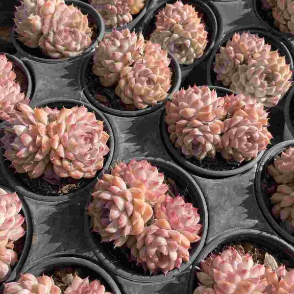 Echeveria elegans Queen - Image 4
