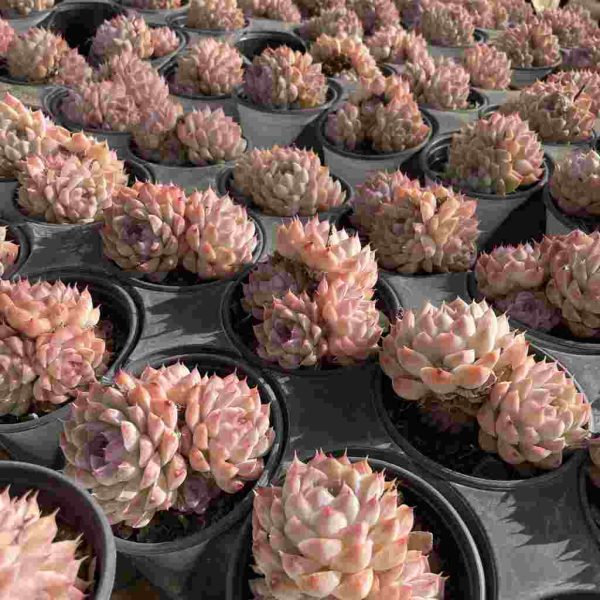 Echeveria elegans Queen - Image 5