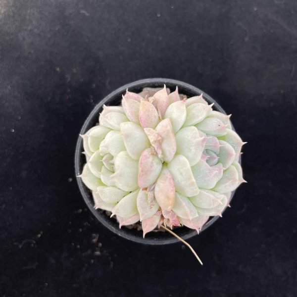 Echeveria elegans albamini - Image 3