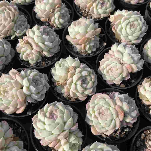 Echeveria elegans albamini - Image 4