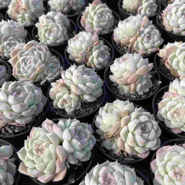 Echeveria elegans albamini - Image 5
