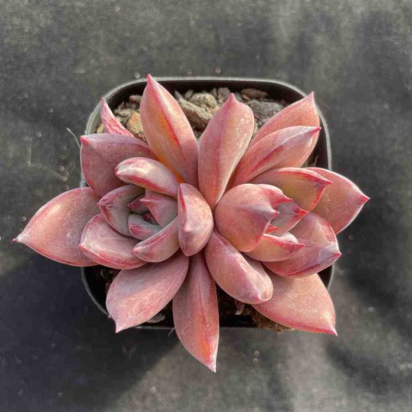 Echeveria Summer Beauti - Image 3