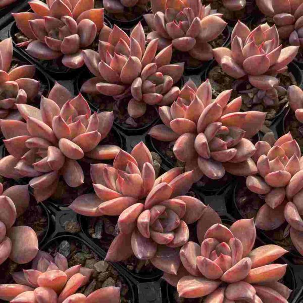 Echeveria Summer Beauti - Image 4