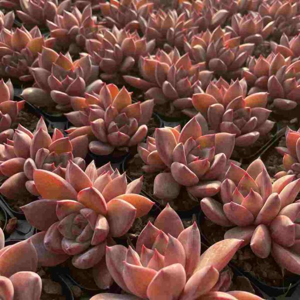 Echeveria Summer Beauti - Image 5
