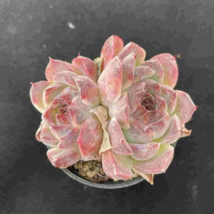 Echeveria Hibiscus