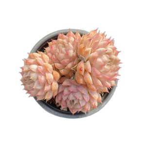 Echeveria elegans Queen