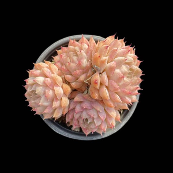 Echeveria elegans Queen - Image 2