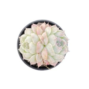 Echeveria elegans albamini