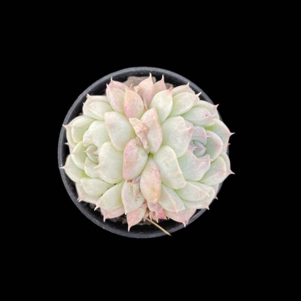 Echeveria elegans albamini - Image 2