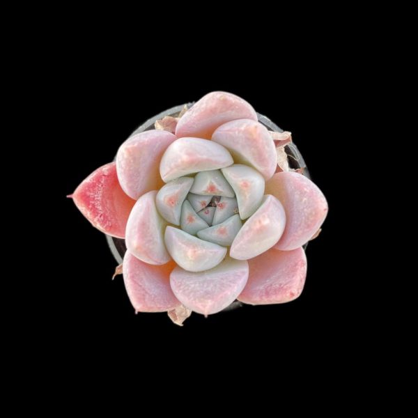 Echeveria Lady of Ice - Image 2