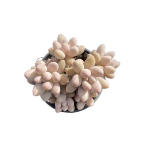 Pachyphytum Pink Lover