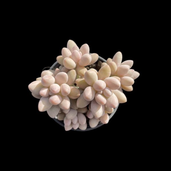 Pachyphytum Pink Lover - Image 2