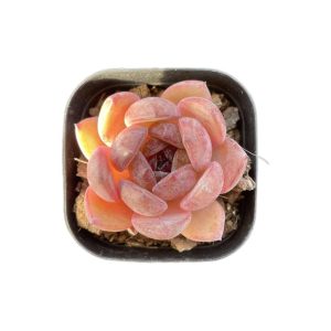 Echeveria Blackberry