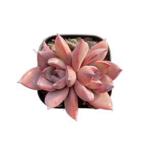 Echeveria Summer Beauti