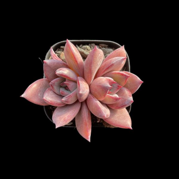 Echeveria Summer Beauti - Image 2