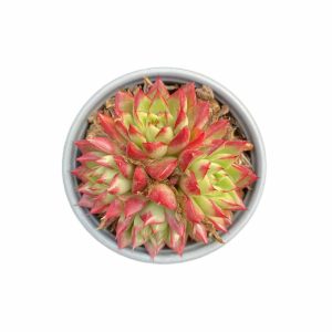 Echeveria Dreaming Queens
