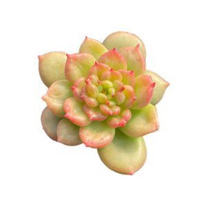 Echeveria Apple Blossom