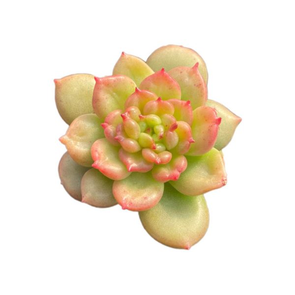 Echeveria Apple Blossom