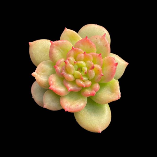 Echeveria Apple Blossom - Image 2