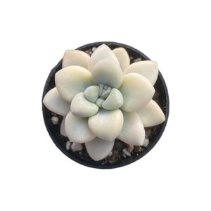 Echeveria Ellan Var.