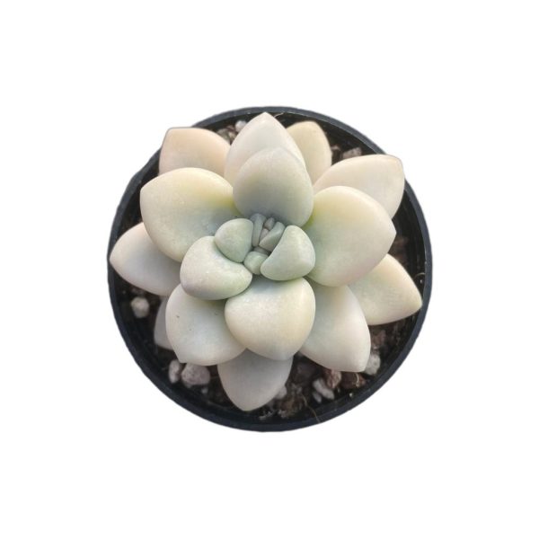 Echeveria Ellan Var.