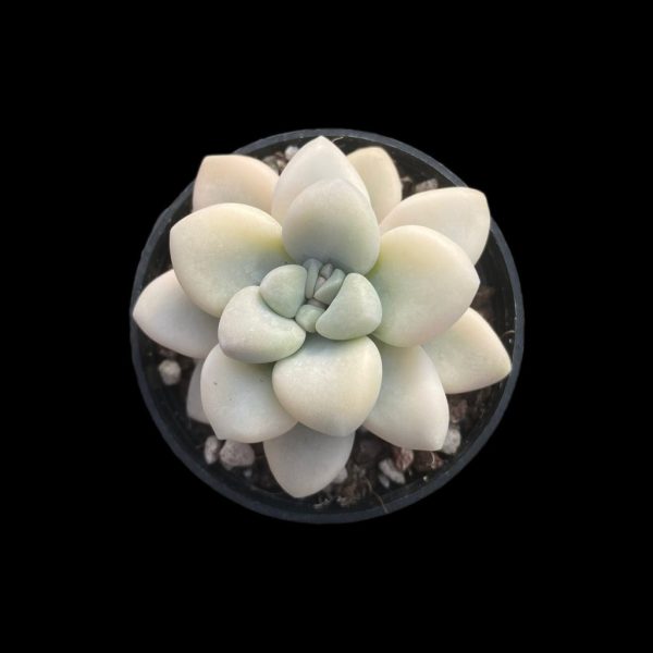 Echeveria Ellan Var. - Image 2