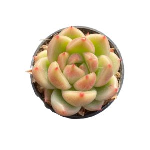 Echeveria Agavoides Quartz