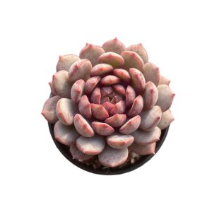 Echeveria Goldfinch