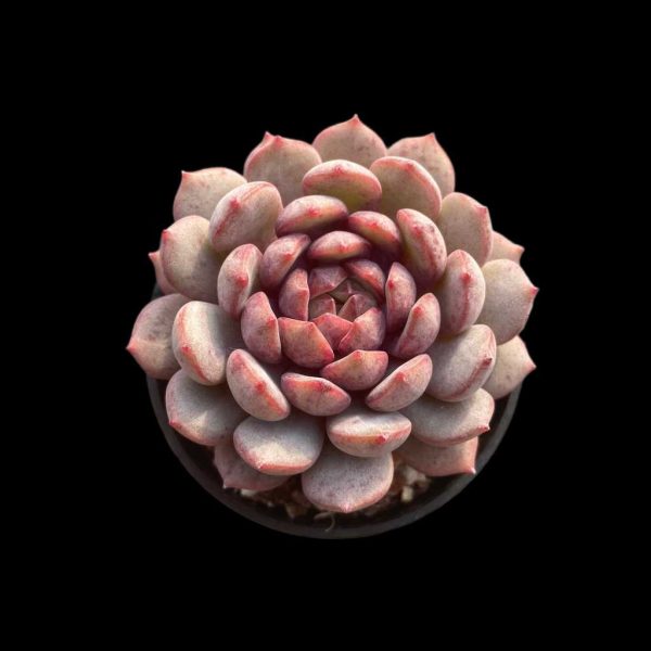 Echeveria Goldfinch - Image 2