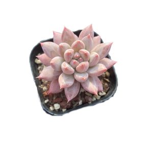 Echeveria Popcorn