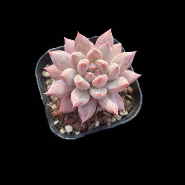 Echeveria Popcorn - Image 2