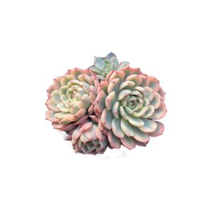 Echeveria Blue Minima Var.