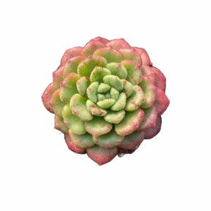 Echeveria Carol