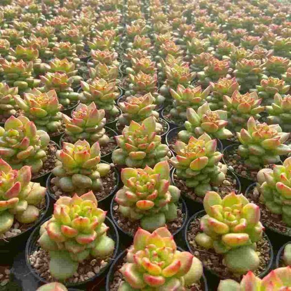 Echeveria Apple Blossom - Image 4