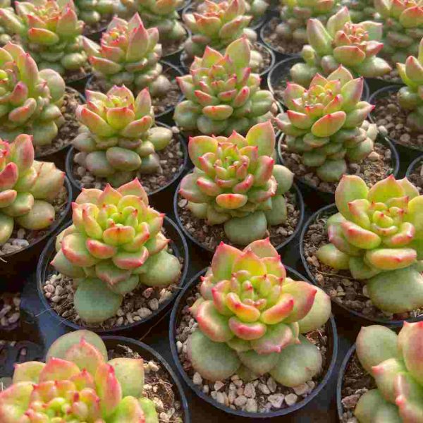 Echeveria Apple Blossom - Image 5