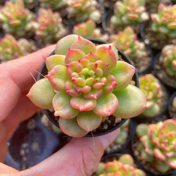 Echeveria Apple Blossom - Image 3