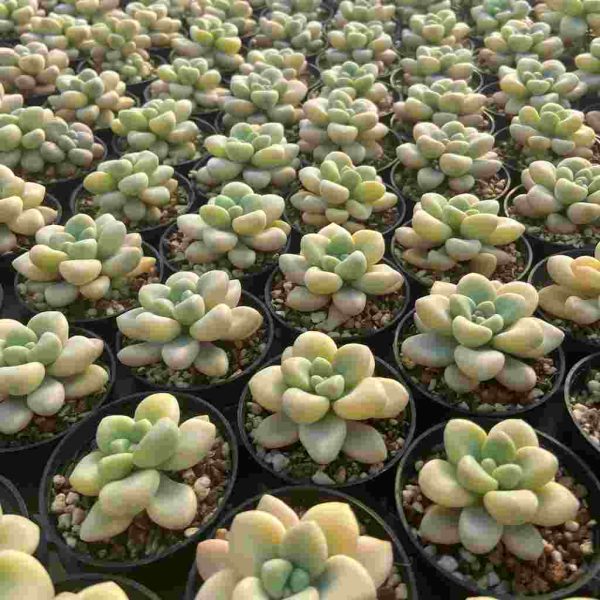 Echeveria Ellan Var. - Image 5