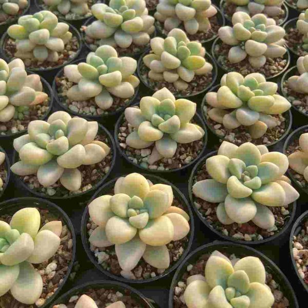 Echeveria Ellan Var. - Image 4