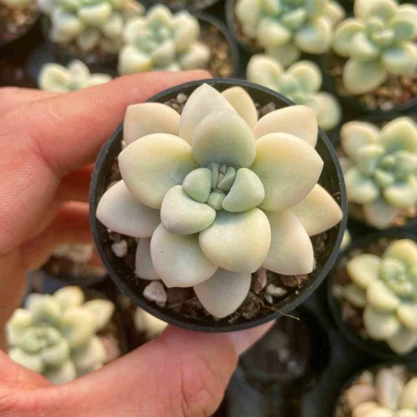 Echeveria Ellan Var. - Image 3