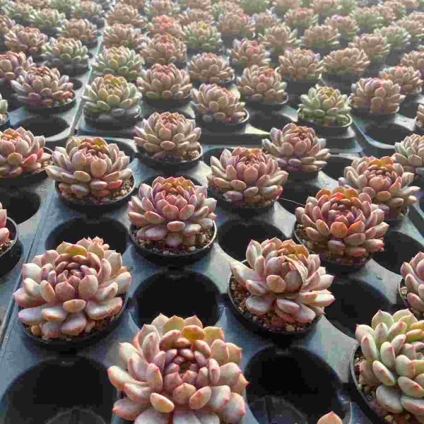 Echeveria Goldfinch - Image 4