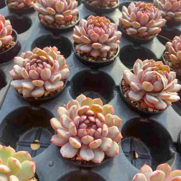 Echeveria Goldfinch - Image 5