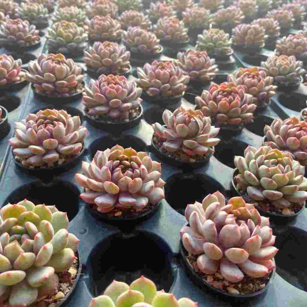 Echeveria Goldfinch - Image 6