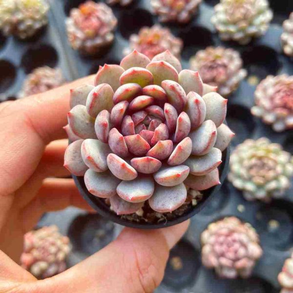 Echeveria Goldfinch - Image 3