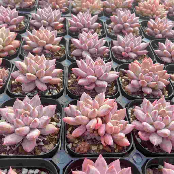 Echeveria Popcorn - Image 4