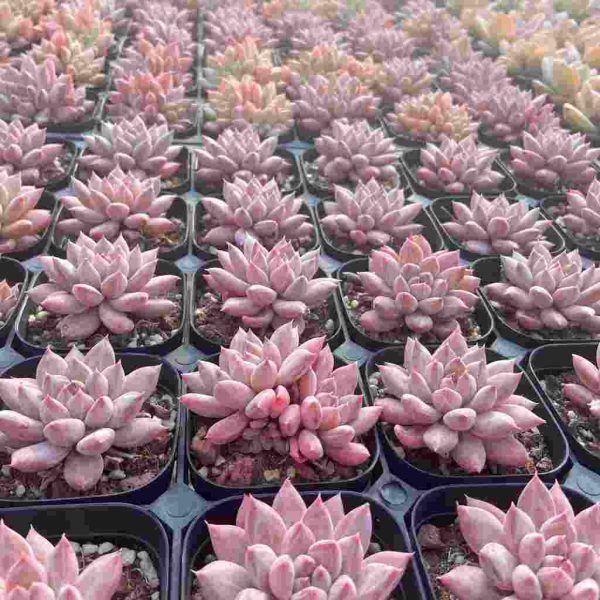 Echeveria Popcorn - Image 5