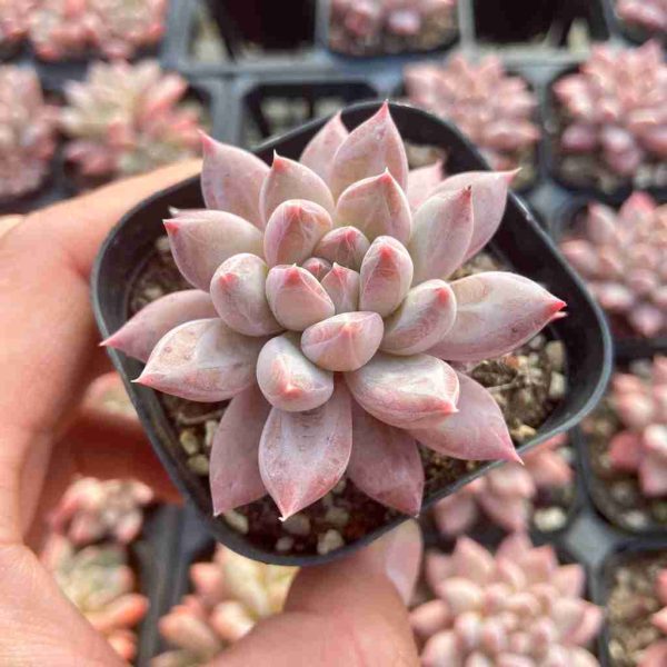 Echeveria Popcorn - Image 3