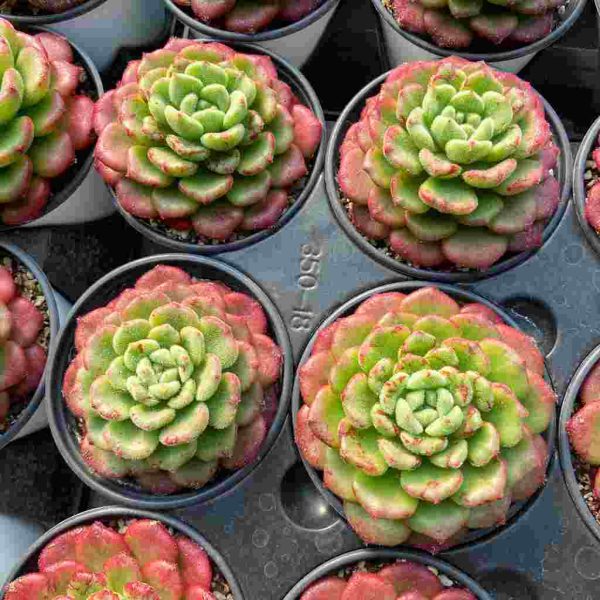 Echeveria Carol - Image 6