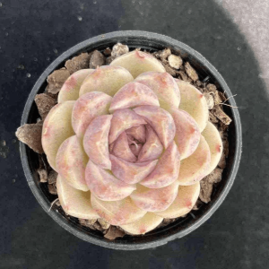 Echeveria Purple Rice
