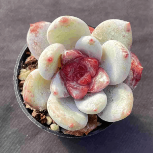 Echeveria Snow Angel