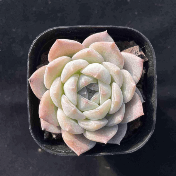 Echeveria Snow Tower - Image 2